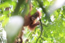 Bébé orang-outang de Sumatra